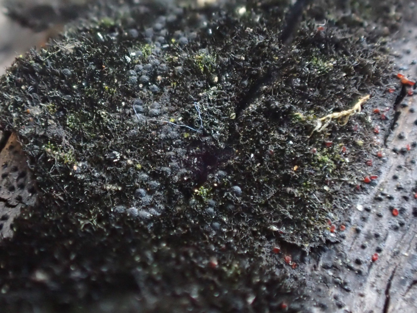 Photo © Sarah Ebdon Dialonectria episphaeria by Sarah Ebdon